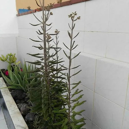 아파트 Tenerife Pearl *